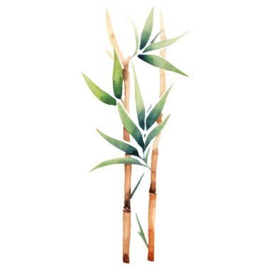 Bambu boyalı vektör suluboya. El çizimi çiçek tasarımı elementleri beyaz arkaplanda izole.