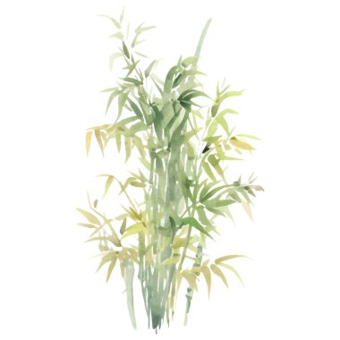 Bambu boyalı vektör suluboya. El çizimi çiçek tasarımı elementleri beyaz arkaplanda izole.