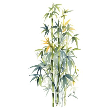 Bambu boyalı vektör suluboya. El çizimi çiçek tasarımı elementleri beyaz arkaplanda izole.