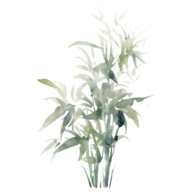 Bambu boyalı vektör suluboya. El çizimi çiçek tasarımı elementleri beyaz arkaplanda izole.