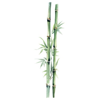 Bambu boyalı vektör suluboya. El çizimi çiçek tasarımı elementleri beyaz arkaplanda izole.