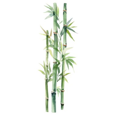 Bambu boyalı vektör suluboya. El çizimi çiçek tasarımı elementleri beyaz arkaplanda izole.