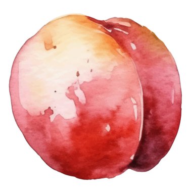 Suluboya boyalı erik meyvesi. El çizimi taze gıda tasarım elementi beyaz arka planda izole.