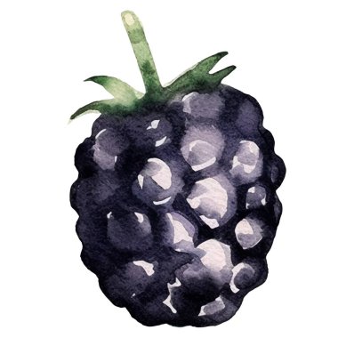 Suluboya boyalı böğürtlen. El çizimi taze gıda tasarım elementi beyaz arka planda izole.