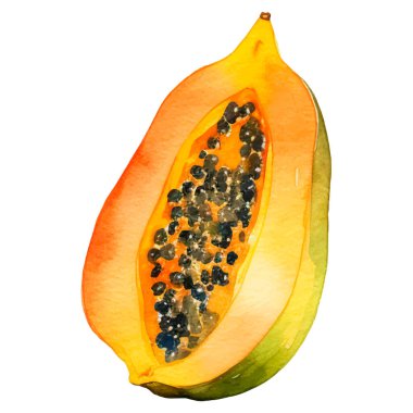 Suluboya papaya meyvesi. El çizimi taze gıda tasarım elementi beyaz arka planda izole.