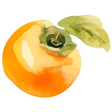 Hurma ağacına boyanmış suluboya. El çizimi taze gıda tasarım elementi beyaz arka planda izole.