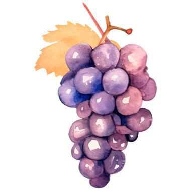 Suluboya şarap üzümleri. El çizimi taze gıda tasarım elementi beyaz arka planda izole.