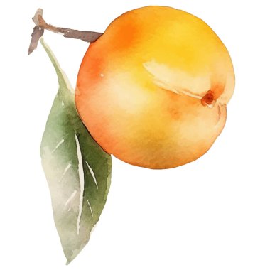 Şeftali boyalı suluboya meyve. El çizimi taze gıda tasarım elementi beyaz arka planda izole.