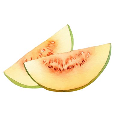 Suluboya boyalı kavun. El çizimi taze gıda tasarım elementi beyaz arka planda izole.