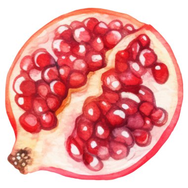 Suluboya boyalı nar meyvesi. El çizimi taze gıda tasarım elementi beyaz arka planda izole.