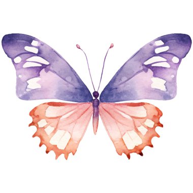 Vektör suluboya kelebek. El çizimi tasarım ögeleri beyaz arkaplanda izole edildi.