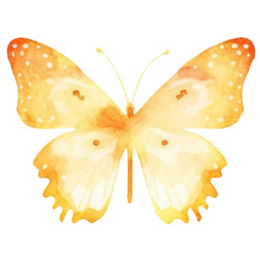 Vektör suluboya kelebek. El çizimi tasarım ögeleri beyaz arkaplanda izole edildi.