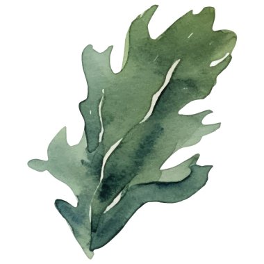 Suluboya deniz yosunu. Beyaz arkaplanda el yapımı taze deniz ürünleri tasarımı elementi izole edildi.