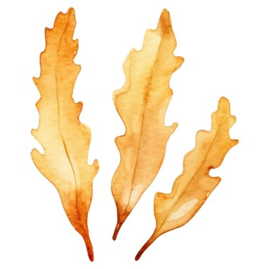 Suluboya deniz yosunu. Beyaz arkaplanda el yapımı taze deniz ürünleri tasarımı elementi izole edildi.