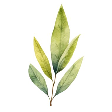 Suluboya defne yaprağı. El çizimi taze gıda tasarım elementi beyaz arka planda izole.