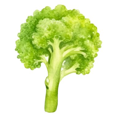 Suluboya brokoli. El çizimi taze gıda tasarım elementi beyaz arka planda izole.