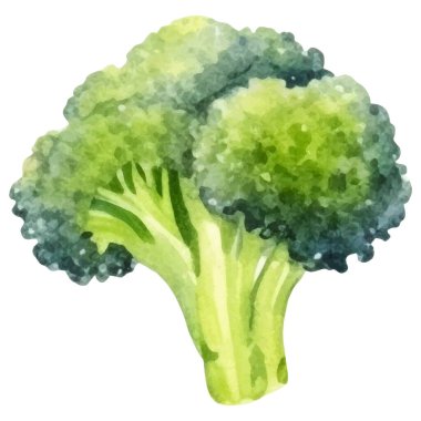 Suluboya brokoli. El çizimi taze gıda tasarım elementi beyaz arka planda izole.