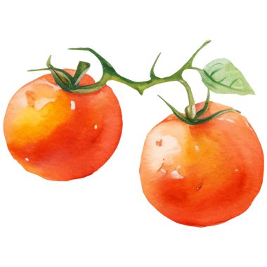 Domatesli kiraz boyalı suluboya. El çizimi taze gıda tasarım elementi beyaz arka planda izole.
