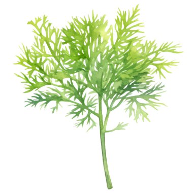 Dereotu boyalı suluboya. El çizimi taze gıda tasarım elementi beyaz arka planda izole.