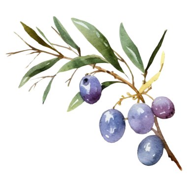 Suluboya zeytin dalı El beyaz arka planda izole edilmiş taze gıda tasarımı elementi çizdi