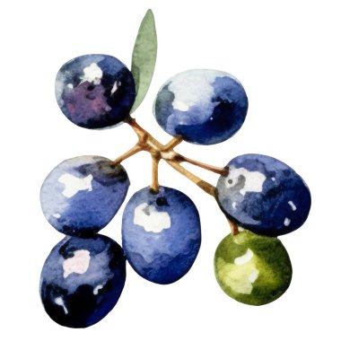 Suluboya zeytin dalı El beyaz arka planda izole edilmiş taze gıda tasarımı elementi çizdi