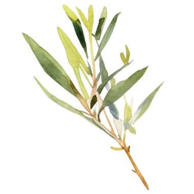 Suluboya zeytin dalı El beyaz arka planda izole edilmiş taze gıda tasarımı elementi çizdi