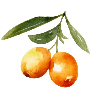 Suluboya zeytin. El, beyaz arka planda izole edilmiş taze gıda tasarımı elementi çizdi.