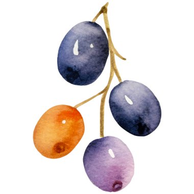 Suluboya zeytin. El, beyaz arka planda izole edilmiş taze gıda tasarımı elementi çizdi.