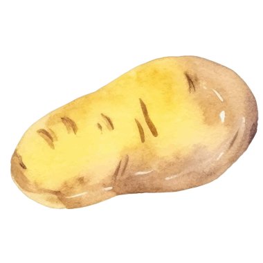 Suluboya patates. El çizimi taze gıda tasarım elementi beyaz arka planda izole.