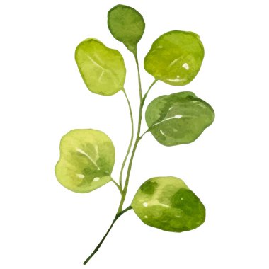 Suluboya salata. El çizimi taze gıda tasarım elementi beyaz arka planda izole.