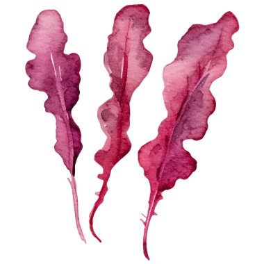 Suluboya salata. El çizimi taze gıda tasarım elementi beyaz arka planda izole.