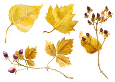 Sonbahar yapraklarının soyut suluboya koleksiyonu. El çizimi doğa elementleri beyaz arkaplanda izole.