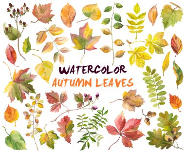Sonbahar yapraklarının soyut suluboya koleksiyonu. El çizimi doğa elementleri beyaz arkaplanda izole.