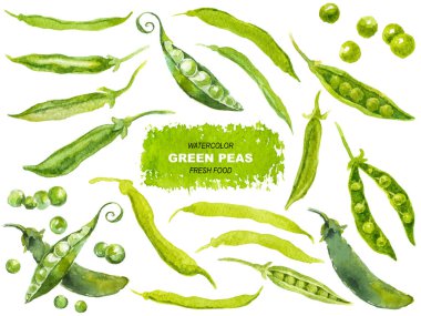 Vektör suluboya yeşil bezelyeler. El çizimi tasarım ögeleri beyaz arkaplanda izole edildi.
