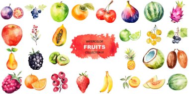 Vektör suluboya meyveler. El çizimi taze gıda tasarım elementleri beyaz arka planda izole