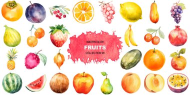 Vektör suluboya meyveler. El çizimi taze gıda tasarım elementleri beyaz arka planda izole