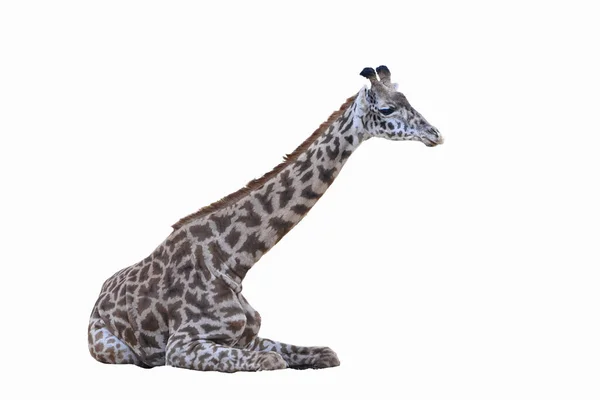 Isolado Jovem Girafa Deitado Fundo Branco — Fotografia de Stock