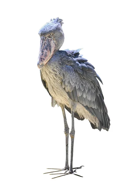 Ayakta Duran Ayakkabı Tasarısı Beyaz Arkaplanda