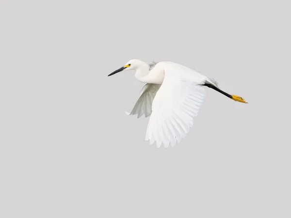 Karlı Beyaz Akbalıkçıl Kuşu Gri Arkaplanda Uçuyor