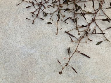 the brown dried branch of the sensitive plant grass on the gray cement floor with copy space on the bottom left side of the frame