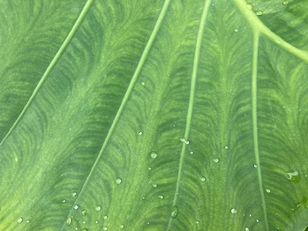Σταγόνες Βροχής Μεγάλο Πράσινο Φύλλο Φλέβα Του Γιγαντιαίου Φυτού Taro — Φωτογραφία Αρχείου