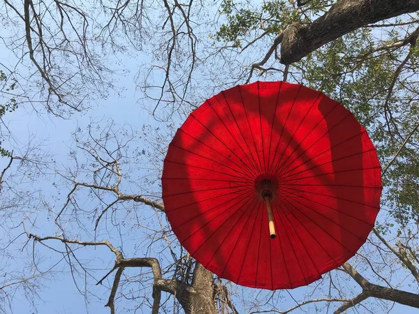 red mulberry paper umbrella and big trees on blue sky background on a shiny day