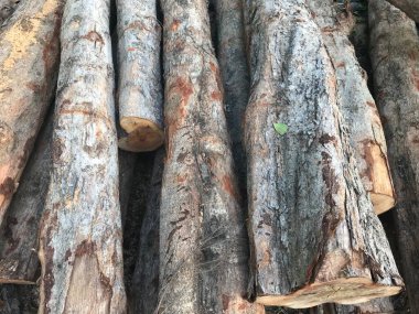 İnşaat veya odun için kesilen ve kütüklere kesilen bir yığın ağacın tam kare görüntüsü.