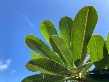 Plumeria 'nın parlak yeşil yapraklarının arka görüntüsü ya da açık mavi gökyüzü olan Frangipani ağacı, rahatlamak için.