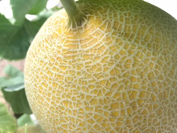 Olgun sarı kavun kabuğunun yüzeyindeki yeşil yaprakları arka planda bulanık olan organik bir bahçede yakın plan görüntüsü.