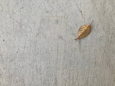 Tek bir kuru kahverengi yaprak, arka plan için kullanılan kaba çizilmiş gri beton zemine düştü.
