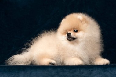 Krem renkli bir Spitz köpeğinin arka planı koyu kadifenin üzerinde yarı açık bir şekilde yatarken lüks evcil hayvan markaları, reklamlar ve lüks ürün ambalajları için mükemmeldir. Üreticiler ve tasarımcılar için ideal.