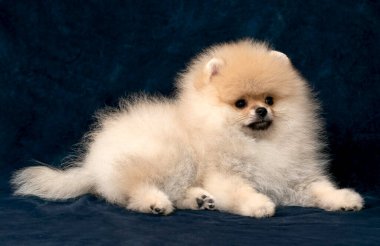 Mavi kadife üzerine uzanan küçük bir Spitz köpeğinin arka planı lüks hayvan markaları, zarif reklamlar ve üreticiler, evcil hayvan butikleri ve tasarımcılar için sofistike ürün ambalajları için mükemmeldir..