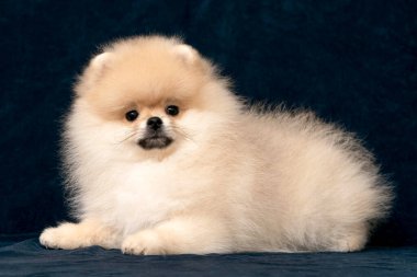 Bir Spitz köpeğinin arka planının yarısı siyah bir zeminde yatar vaziyette olması lüks hayvan markalaşması, reklamlar ve sosyal medya içeriği için mükemmeldir. Üreticiler, evcil hayvan dükkanları ve tasarımcılar için ideal..