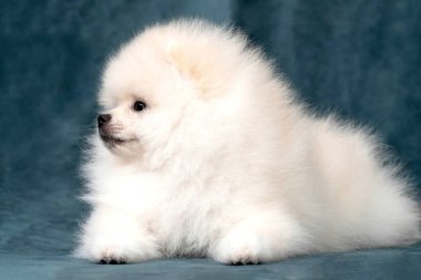 Gri-mavi kadife üzerine uzanmış Spitz köpek yavrusuyla çekilmiş bu fotoğraf lüks hayvan markalaşması, zarif etkinlik davetiyeleri veya evcil hayvan fotoğrafçılığı promosyonları için idealdir. Tasarımcılar, hayvan mağazaları ve üreticiler için mükemmel..